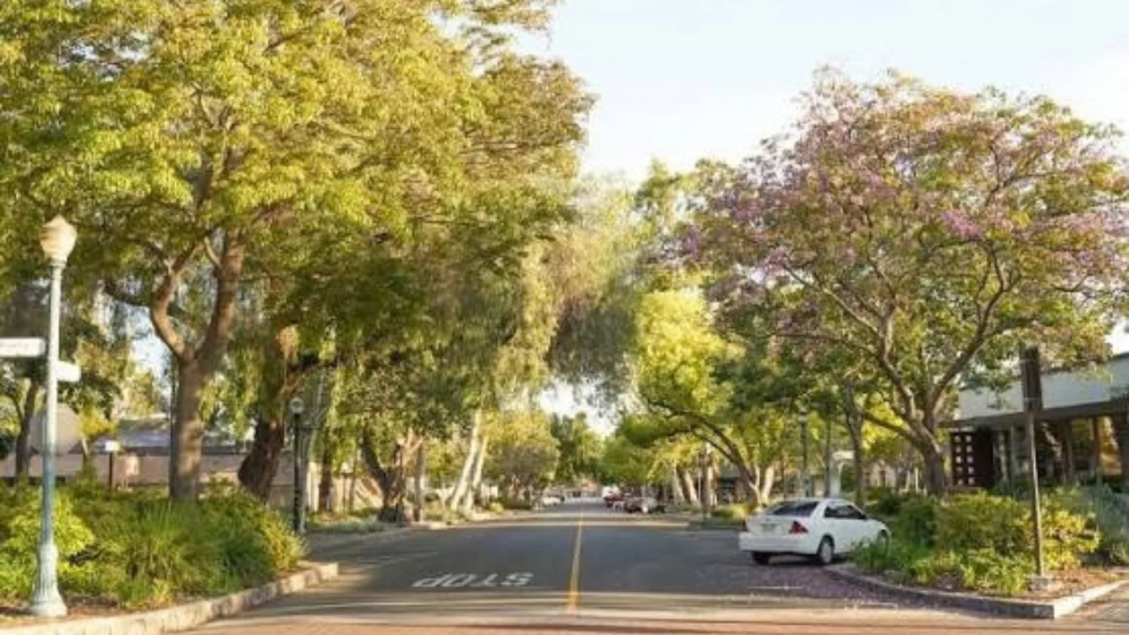 Tree-lined street in Claremont, CA